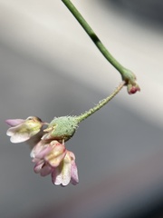 Eriogonum nutans nutans