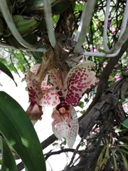 Stanhopea hernandezii