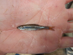 Notropis volucellus
