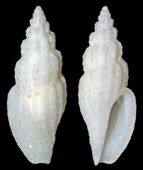 Eucithara
