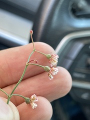 Eriogonum nutans nutans