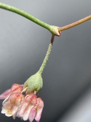 Eriogonum nutans nutans