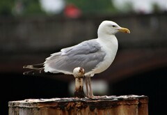Larus argentatus