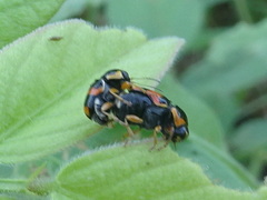 Griburius scutellaris