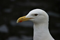 Larus argentatus