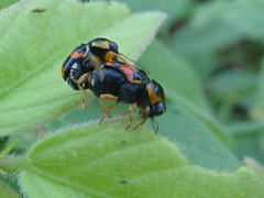 Griburius scutellaris