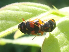 Griburius scutellaris