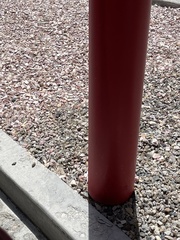 Eriogonum nutans nutans