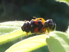 Griburius scutellaris