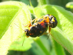 Griburius scutellaris