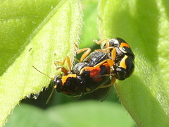 Griburius scutellaris