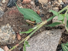 Cortodera longicornis