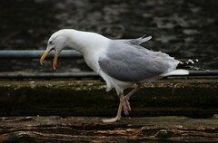 Larus argentatus