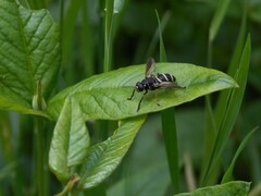 Temnostoma bombylans