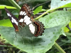 Moduza procris milonia