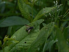 Temnostoma bombylans