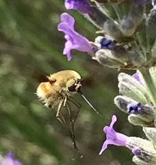 Bombyliini