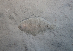 Arnoglossus laterna