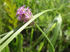 Polygala incarnata