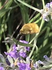 Bombyliini