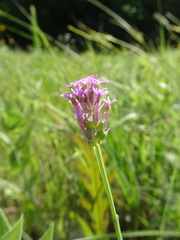 Polygala incarnata