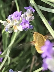Bombyliini