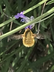 Bombyliini