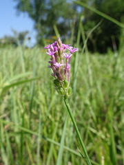 Polygala incarnata