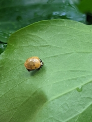 Harmonia axyridis