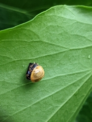 Harmonia axyridis