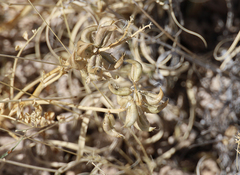 Astragalus lentiginosus diphysus