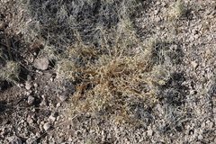 Astragalus lentiginosus diphysus