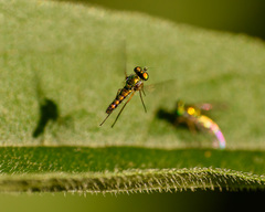 Condylostylus flavipes