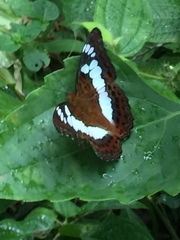 Moduza procris milonia