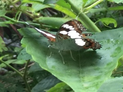 Moduza procris milonia