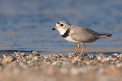 Charadrius melodus