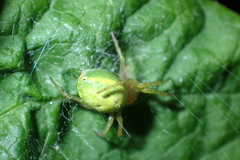 Araniella cucurbitina