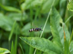 Temnostoma bombylans