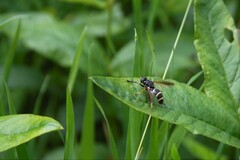 Temnostoma bombylans