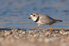 Charadrius melodus