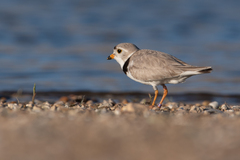 Charadrius melodus
