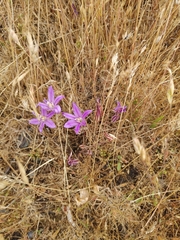 Brodiaea coronaria