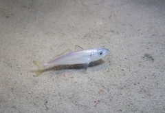Trachurus trachurus