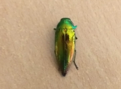 Eurythyrea micans