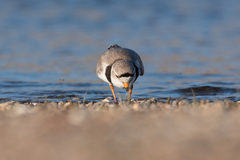 Charadrius melodus