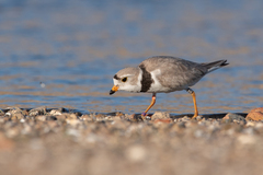 Charadrius melodus