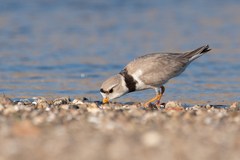 Charadrius melodus