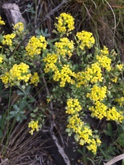 Odontarrhena obovata