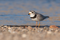 Charadrius melodus