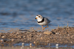 Charadrius melodus